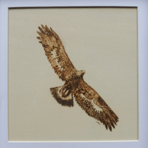 Aigle Royal