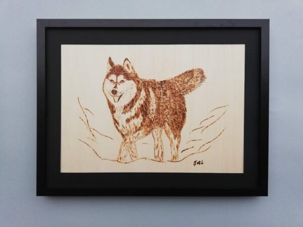 Husqui Chien de traineau